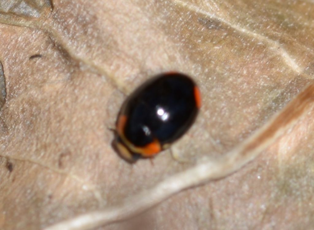 Coccinellidae: Hyperaspis? Sì.